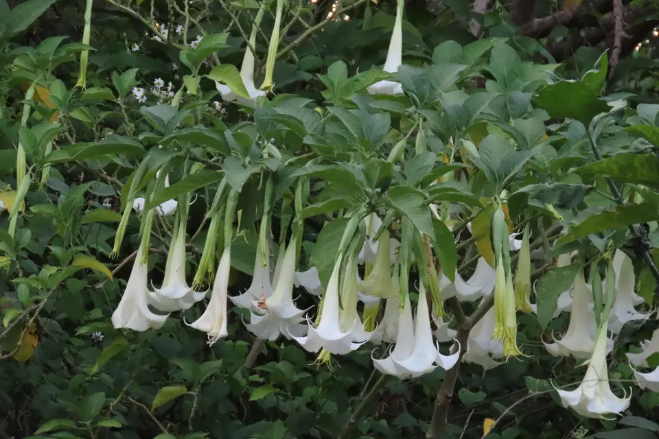 Night Bells (Brugmansia suaveolens)