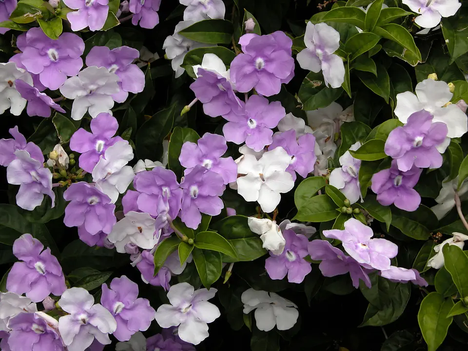 Brazil Raintree (Brunfelsia pauciflora)