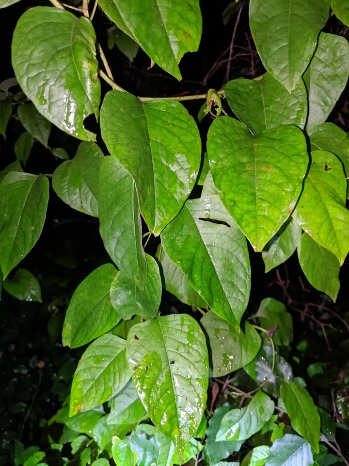 American Buckwheat Vine (Brunnichia ovata)