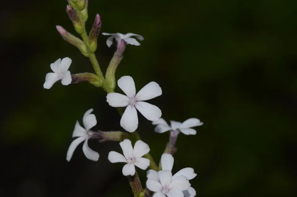 American Bluehearts (Buchnera americana)