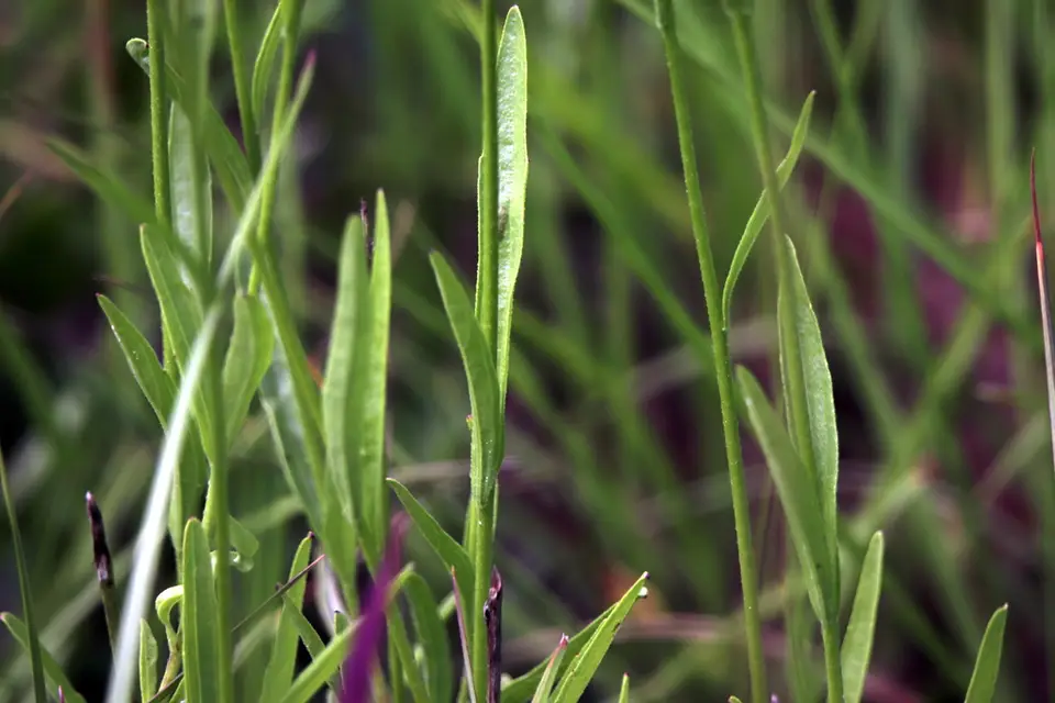 Florida Bluehearts (Buchnera floridana)