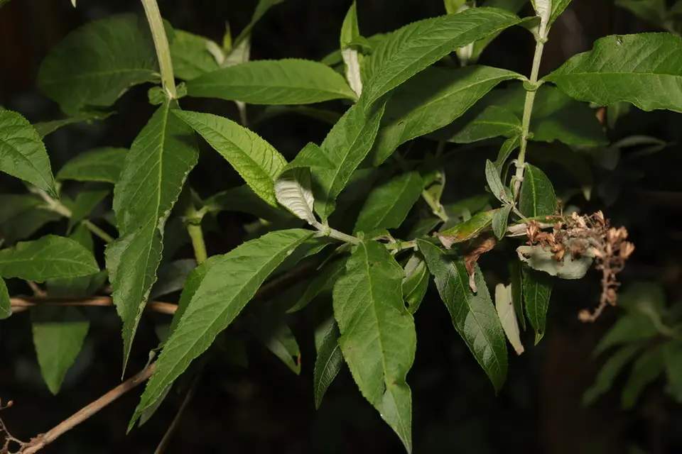 Butterfly Bush (Buddleja davidii)