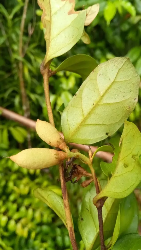 Indoor Oak (Buddleja indica)