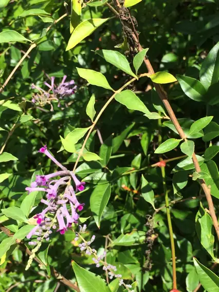Lindley's Butterflybush (Buddleja lindleyana)