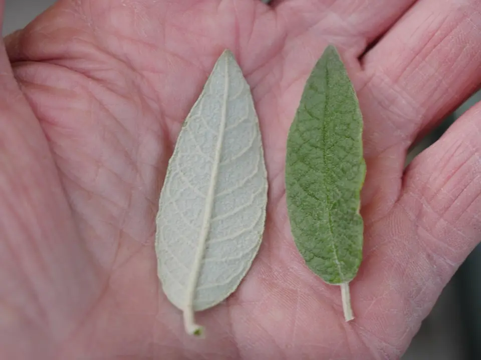 Madagascar Buddleia (Buddleja madagascariensis)