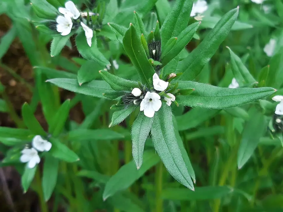 Corn Gromwell (Buglossoides arvensis)