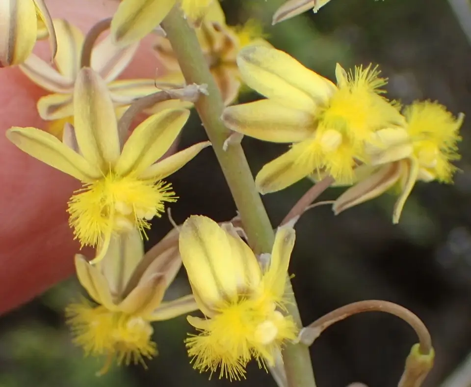 Wild Kopieva (Bulbine frutescens)