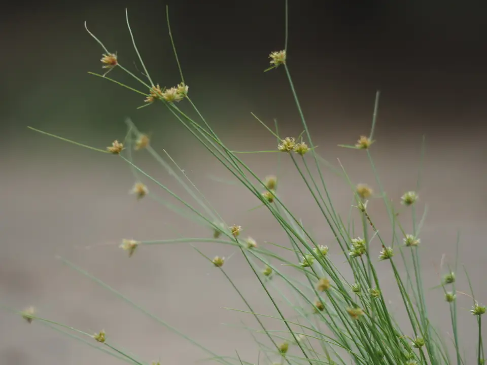 Watergrass (Bulbostylis barbata)