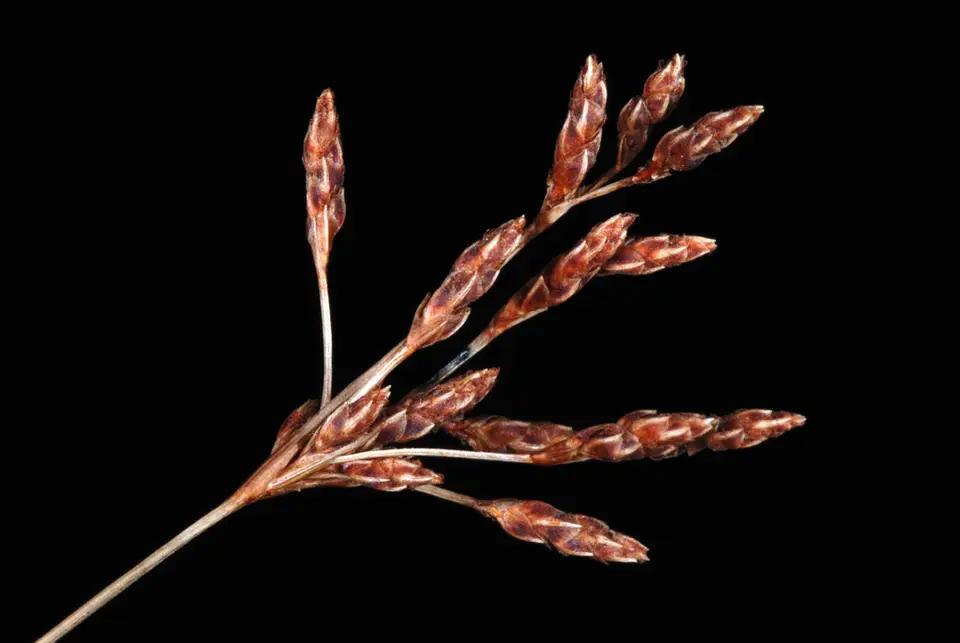 Capillary Hairsedge (Bulbostylis ciliatifolia)