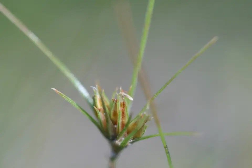 Sandy Field Hairsedge (Bulbostylis stenophylla)
