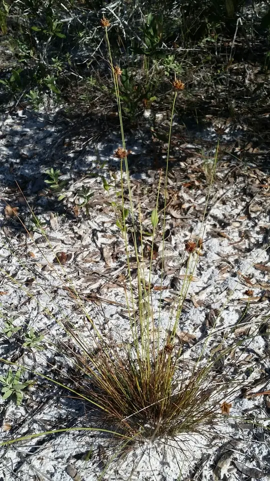Ware's Hairsedge (Bulbostylis warei)