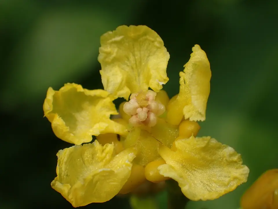 Bunchosia argentea (Bunchosia argentea)