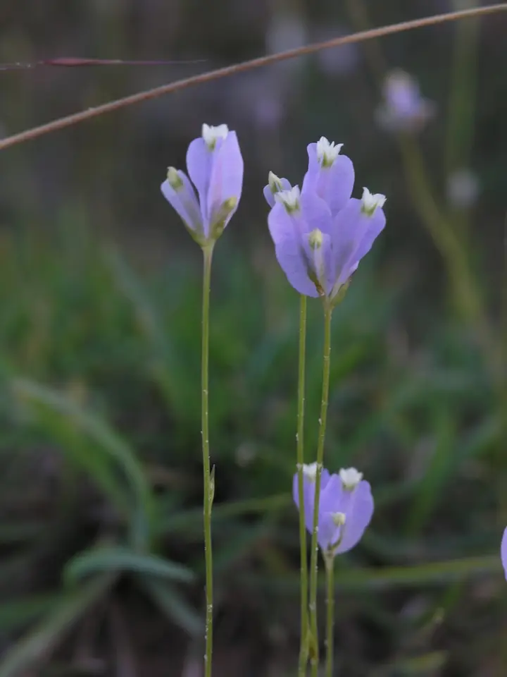 Northern Bluethread (Burmannia biflora)