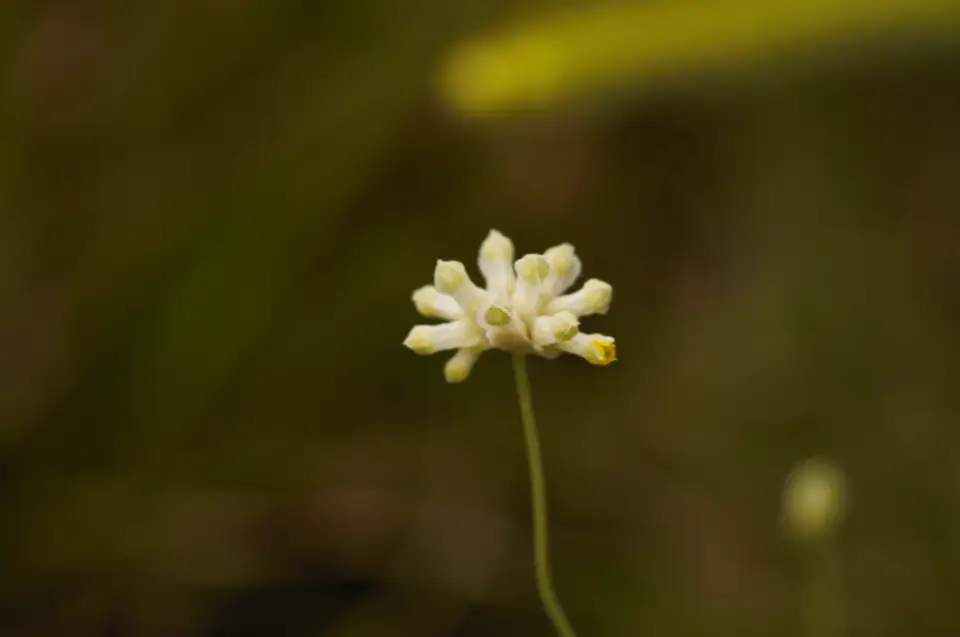 Southern Bluethread (Burmannia capitata)