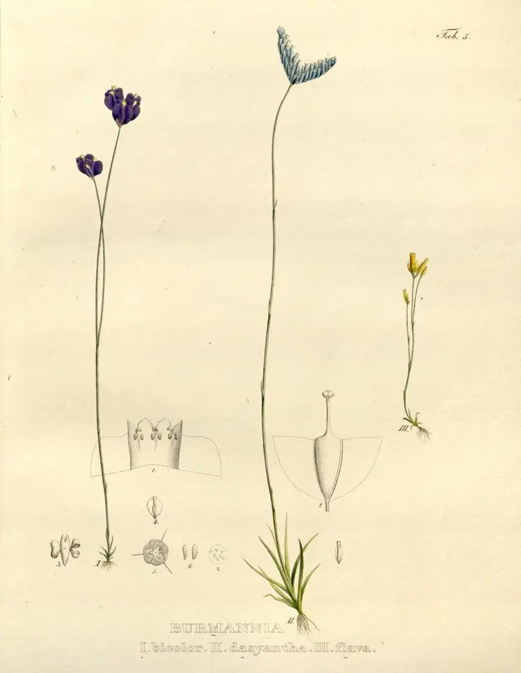 Fakahatchee Bluethread (Burmannia flava)