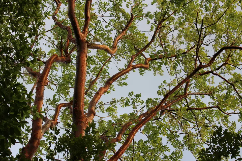 Tourist Tree (Bursera simaruba)