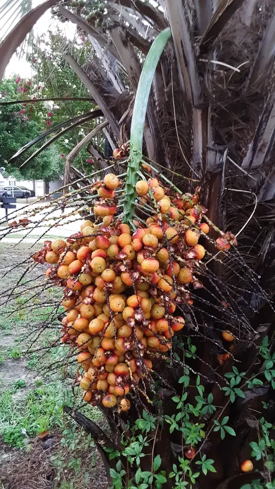 South American Jelly Palm (Butia odorata)