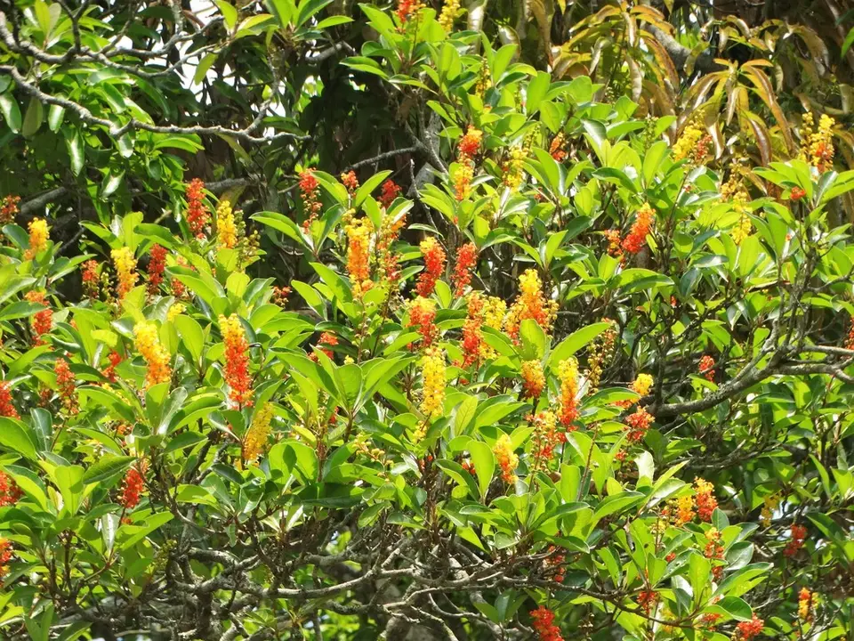 Nance (Byrsonima crassifolia)