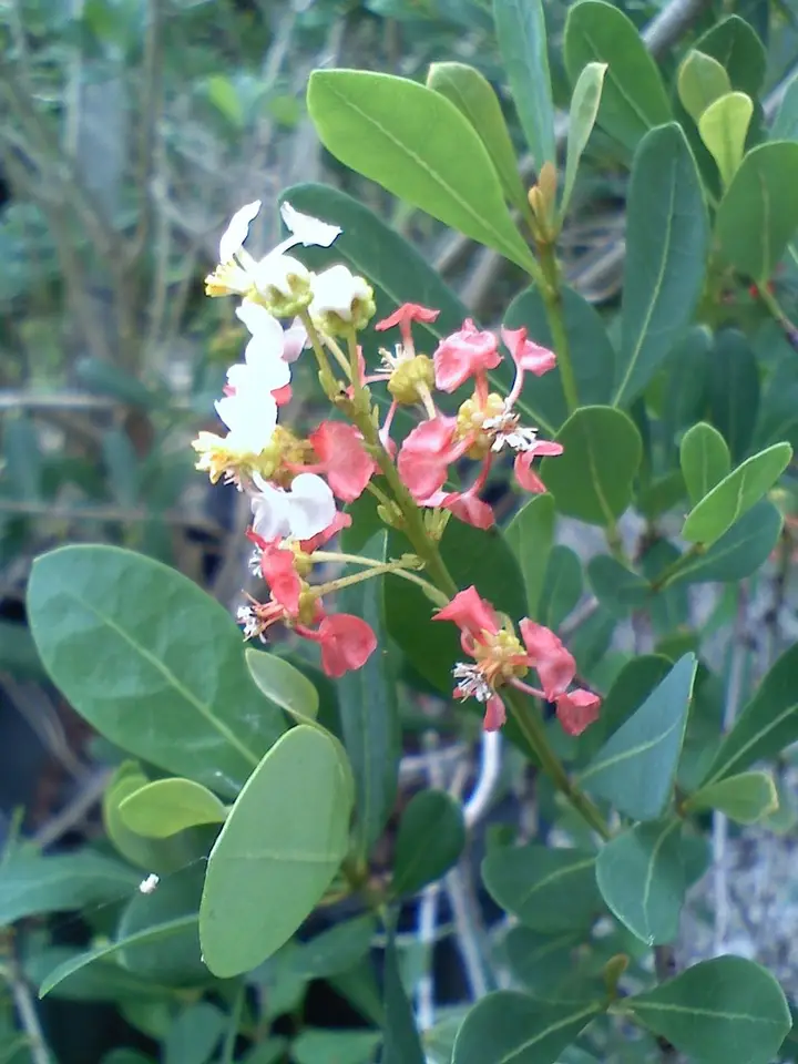 Locustberry (Byrsonima lucida)