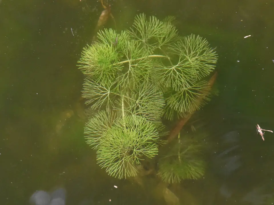 Carolina Fanwort (Cabomba caroliniana)