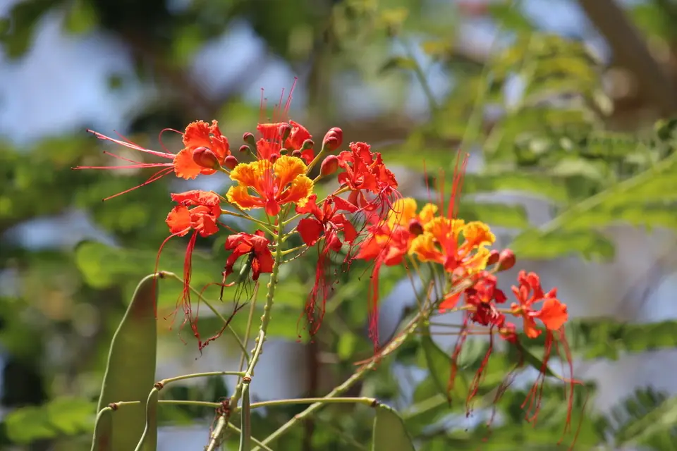 Peacock Flower (Caesalpinia pulcherrima)