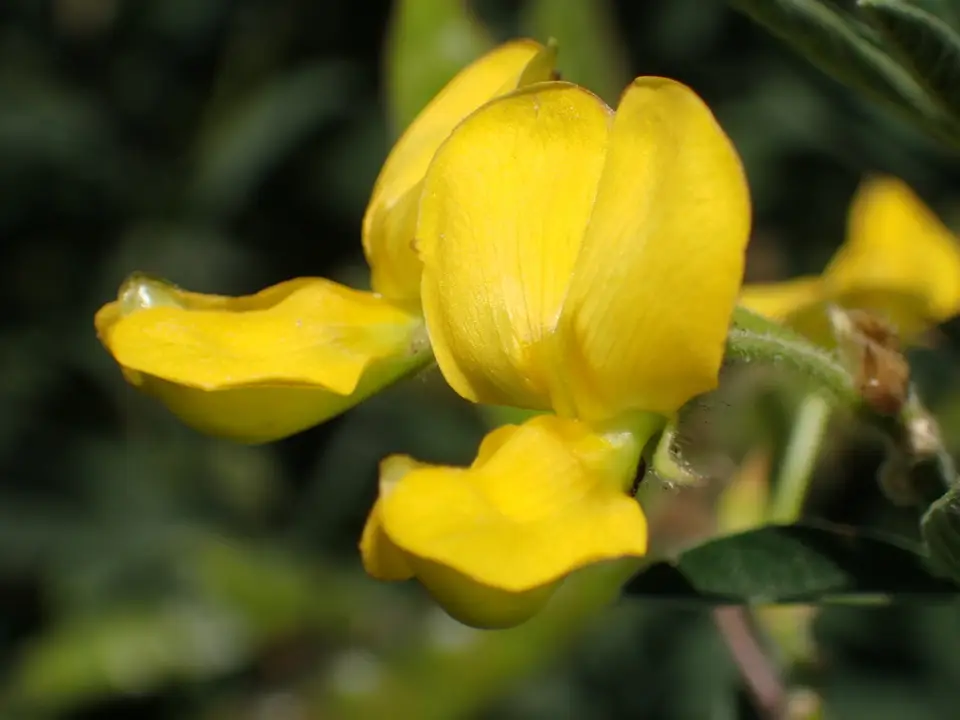 Pigeon Pea (Cajanus cajan)