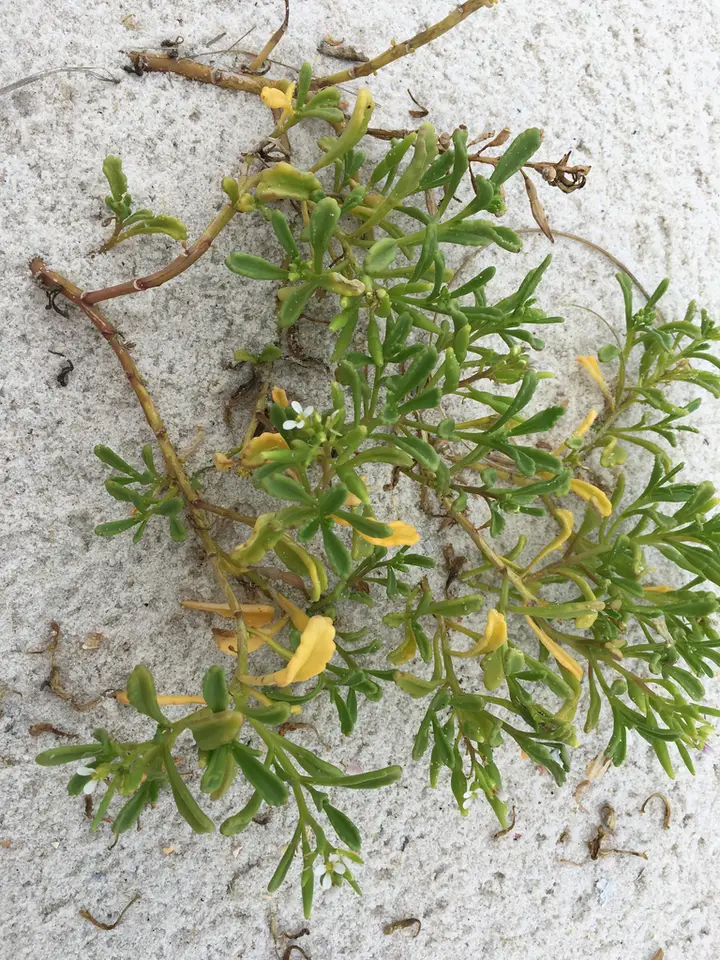 Gulf Coast Searocket (Cakile constricta)