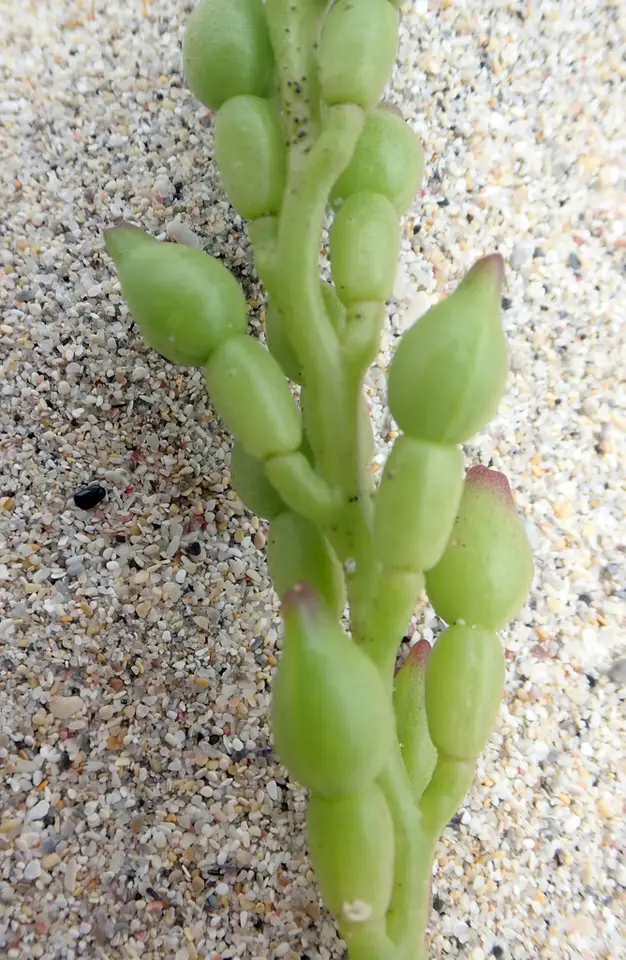 American Searocket (Cakile edentula)
