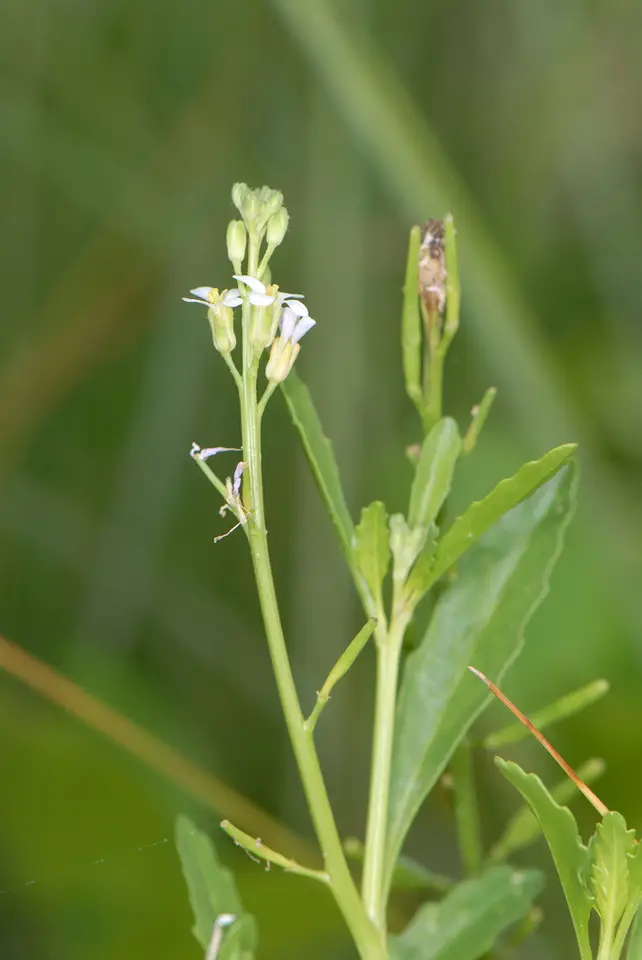 Southern Searocket (Cakile lanceolata)