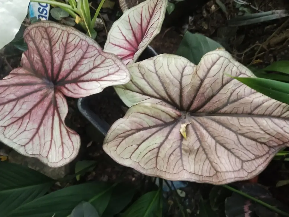 Heart of Jesus (Caladium bicolor)