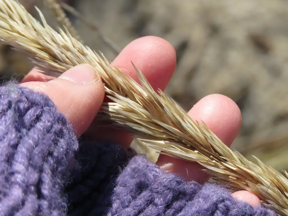 American Marram Grass (Calamagrostis breviligulata)