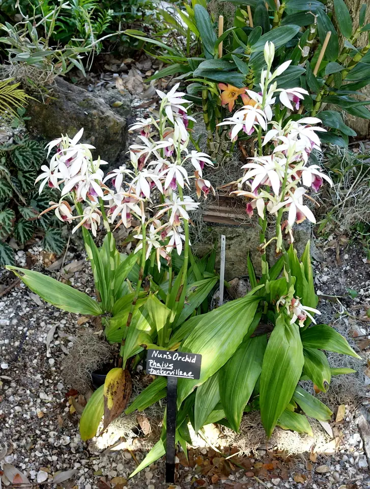 Chinese Ground Orchid (Calanthe tankervilleae)