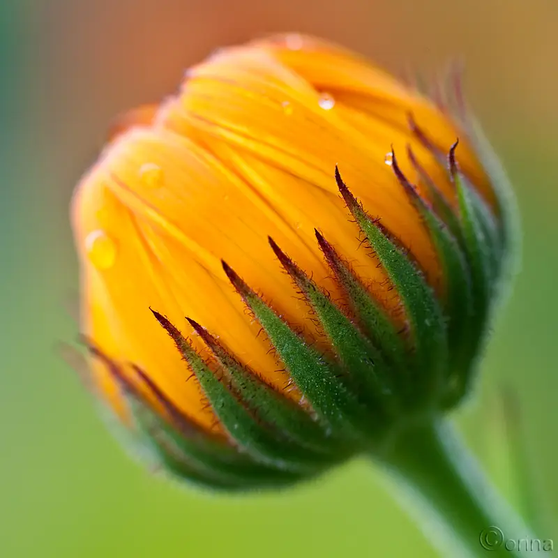 Pot Marigold (Calendula officinalis)
