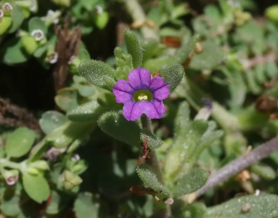 Seaside Petunia (Calibrachoa parviflora)