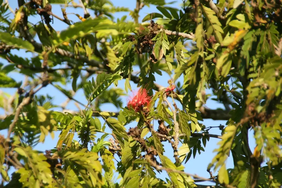 Scarlet Powder-Puff (Calliandra haematocephala)