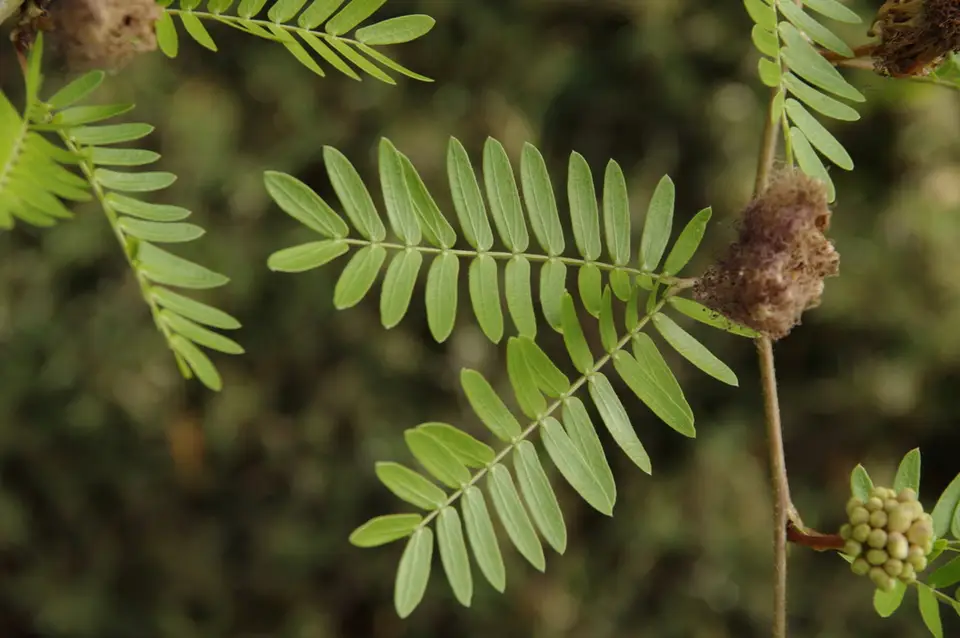 Suriname Stickpea (Calliandra surinamensis)