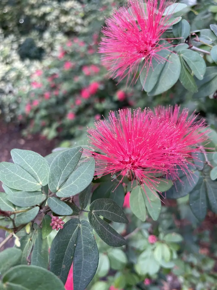 Pink Powderpuff (Calliandra tergemina)