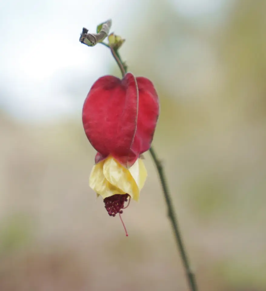 Trailing Abutilon (Callianthe megapotamica)