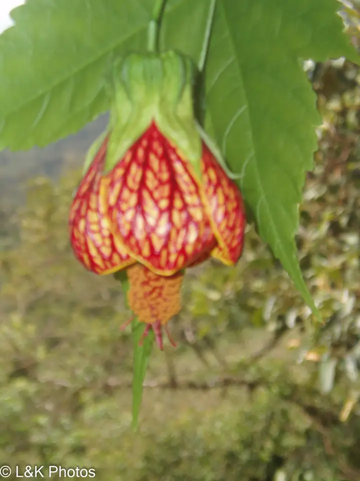 Redvein Abutilon (Callianthe picta)