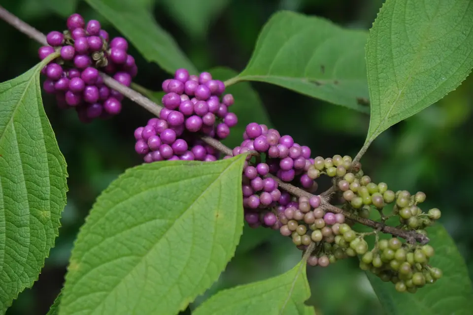 American Beautyberry (Callicarpa americana)
