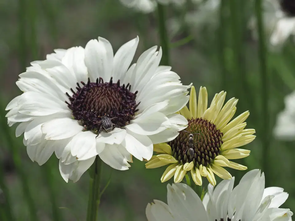 Wild Daisy (Callilepis leptophylla)
