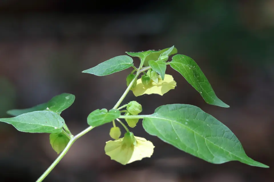 Carpenter's Groundcherry (Calliphysalis carpenteri)