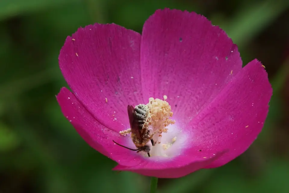 Winecup Mallow (Callirhoe involucrata)