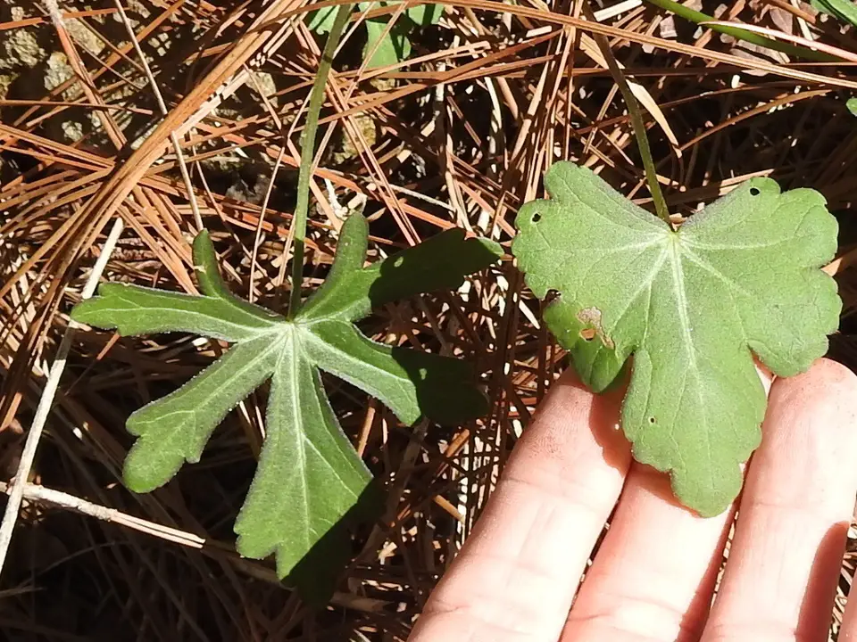 Woodland Poppymallow (Callirhoe papaver)