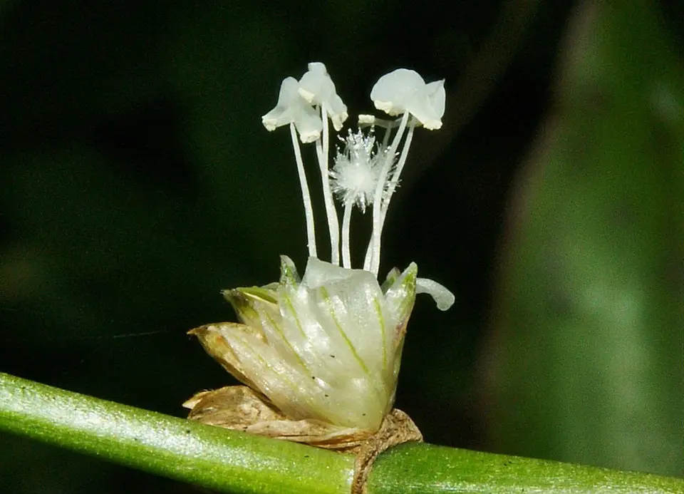 False Bromeliad Plant (Callisia fragrans)