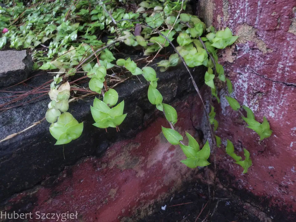 Creeping Inch Plant (Callisia repens)