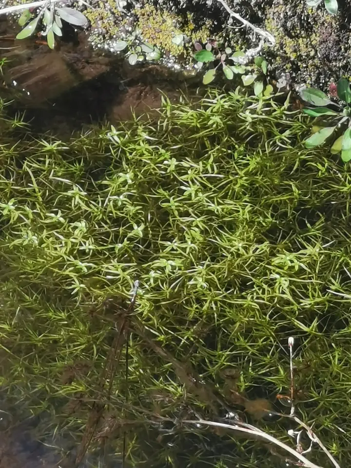 Large Water-Starwort (Callitriche heterophylla)