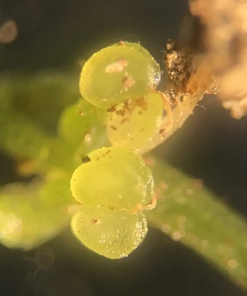 Terrestrial Water-Starwort (Callitriche terrestris)
