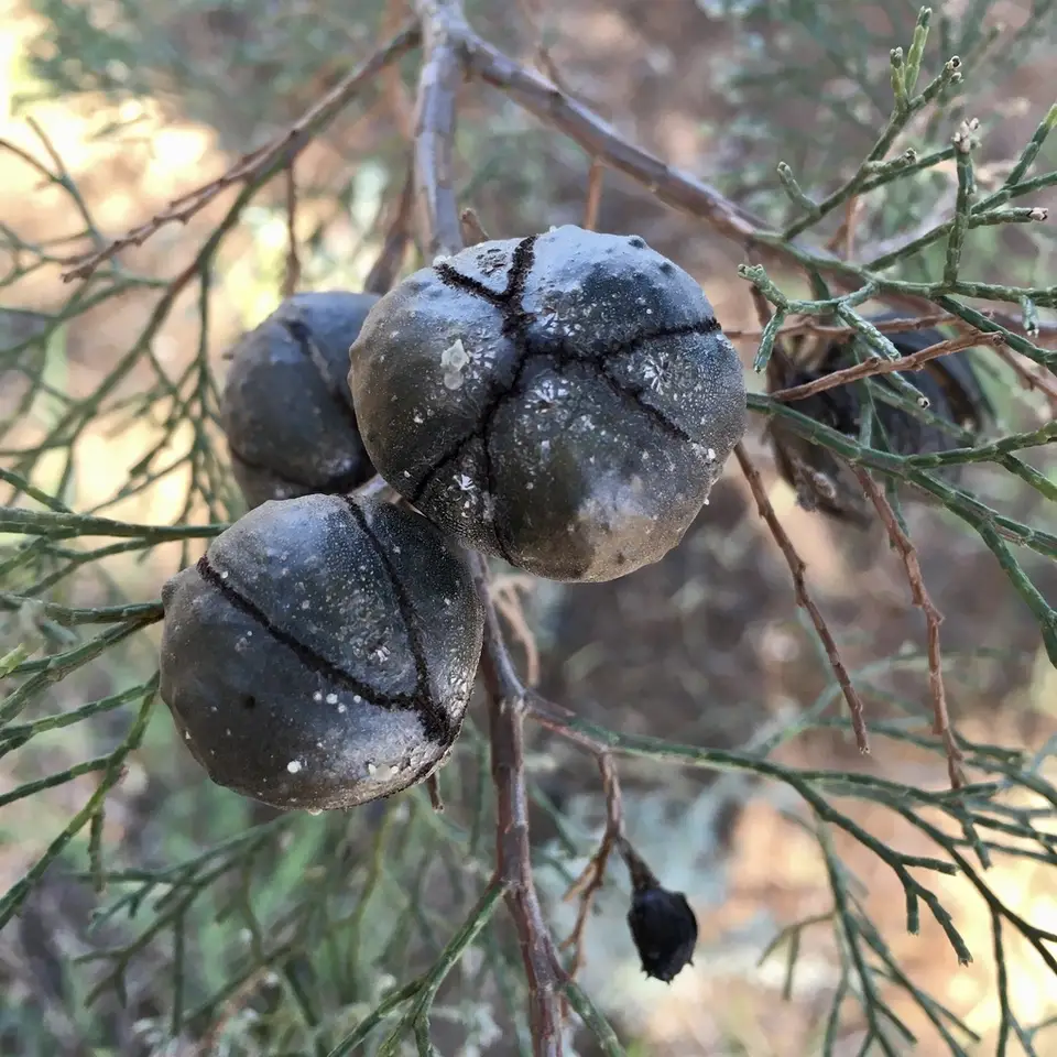 White Cypress-Pine (Callitris glaucophylla)