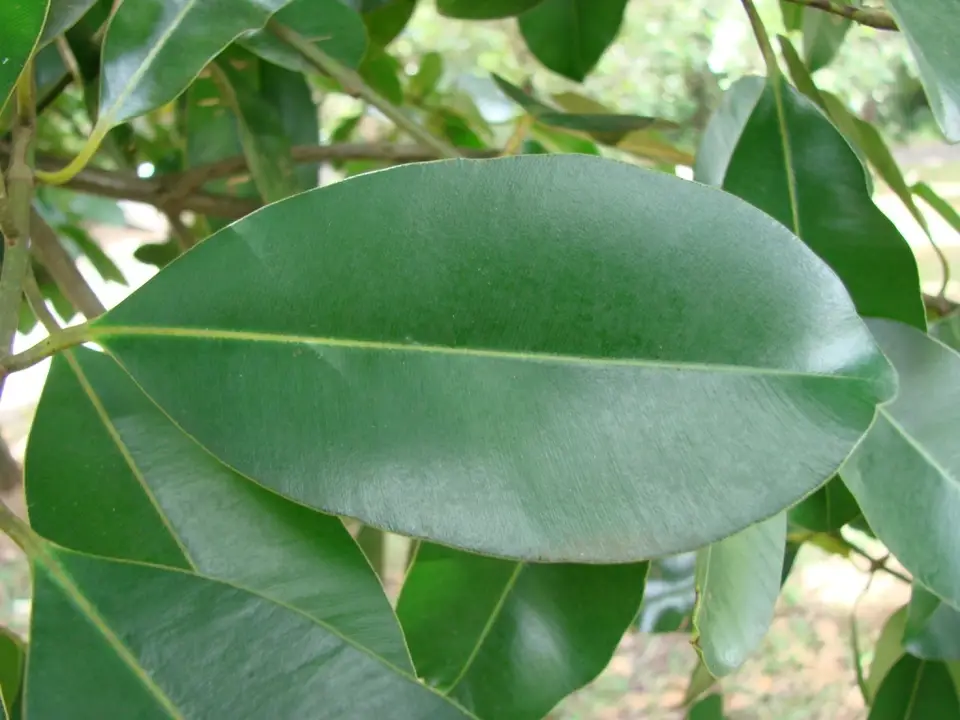 Brazil Beauty-Leaf (Calophyllum brasiliense)